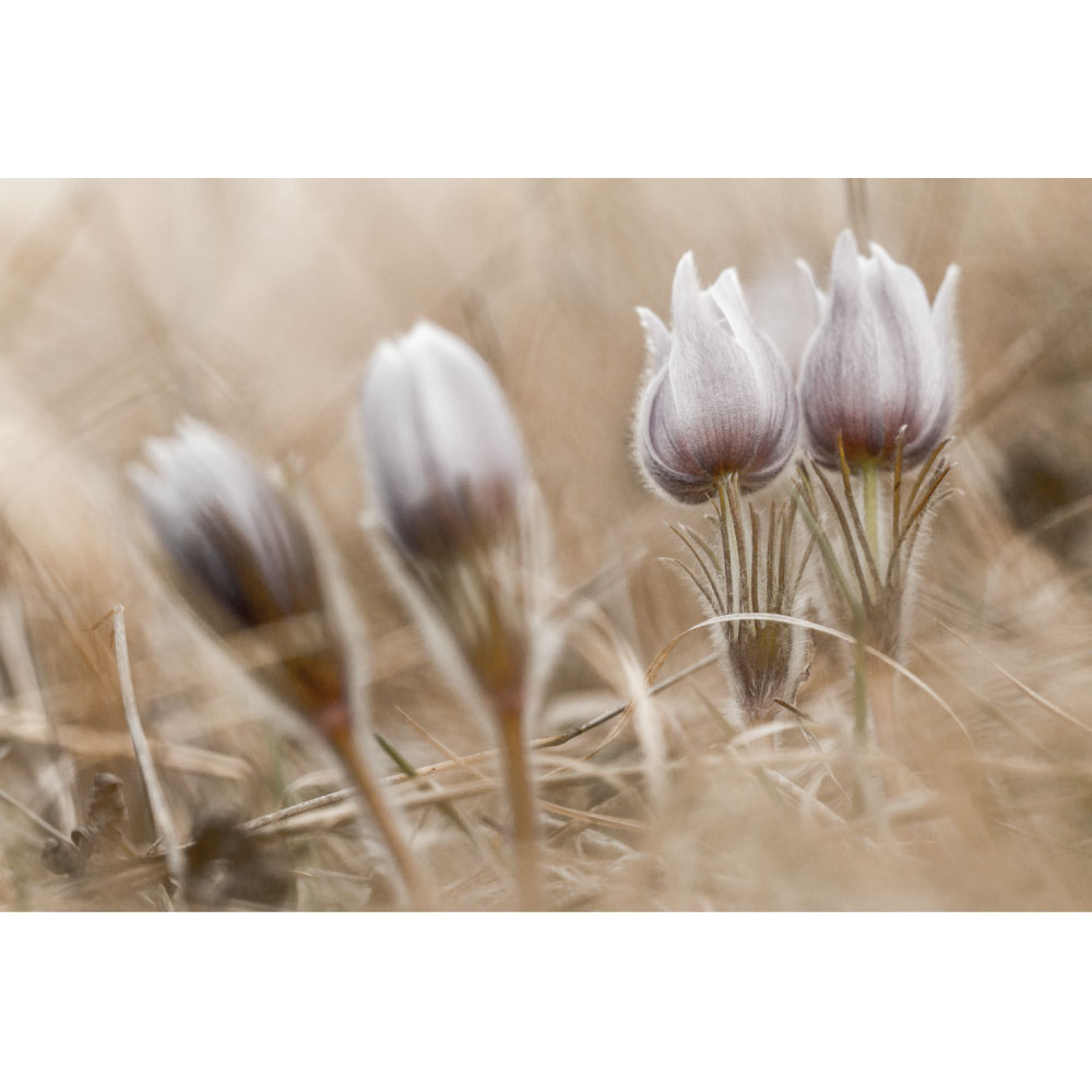 Photograph of spring flowers against dry grass by Kristi Link Fernholz.